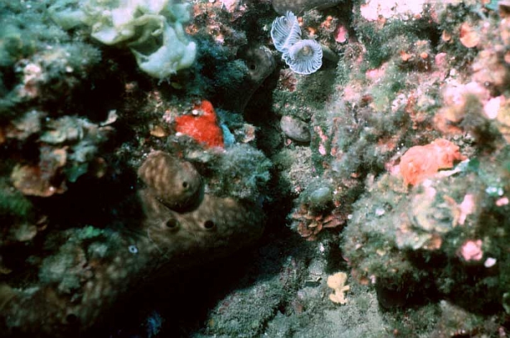 21 Chondrilla nucula.jpg